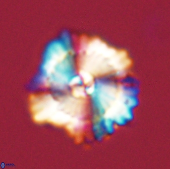 Heliolithus bukryi 59288