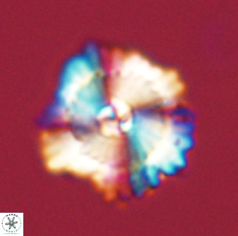 Heliolithus bukryi 59288