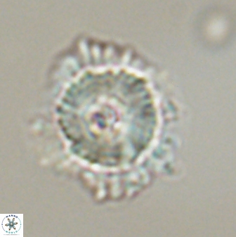 Heliolithus bukryi 59289