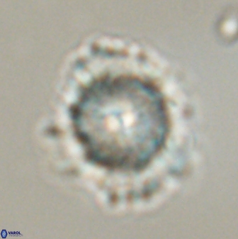Heliolithus bukryi 59291