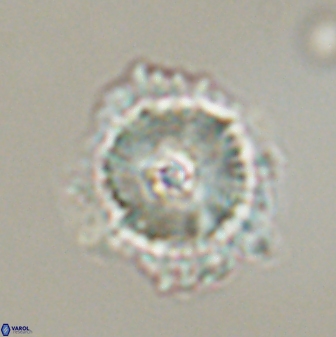 Heliolithus bukryi 59292
