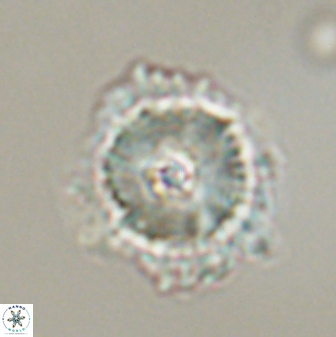 Heliolithus bukryi 59292