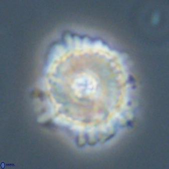 Heliolithus bukryi 59293