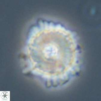 Heliolithus bukryi 59293