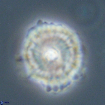 Heliolithus bukryi 59296