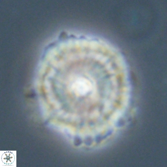 Heliolithus bukryi 59296