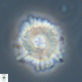 Heliolithus bukryi 59297