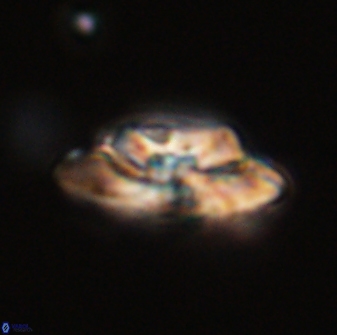 Heliolithus bukryi 59299