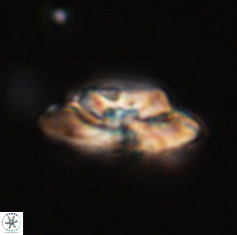 Heliolithus bukryi 59299