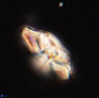 Heliolithus bukryi 59303
