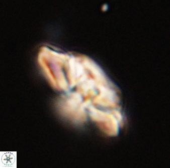 Heliolithus bukryi 59303