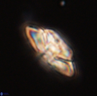 Heliolithus bukryi 59304