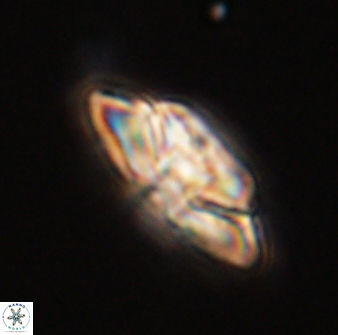 Heliolithus bukryi 59304