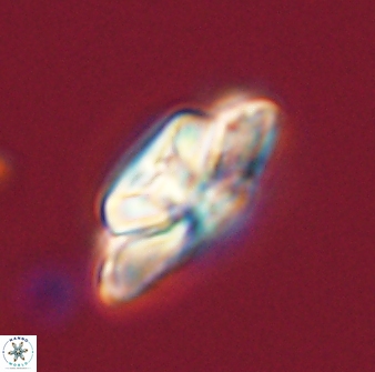 Heliolithus bukryi 59306