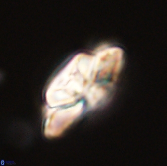 Heliolithus bukryi 59307