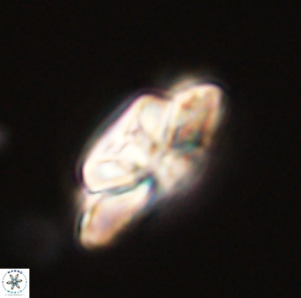 Heliolithus bukryi 59307