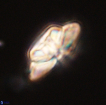 Heliolithus bukryi 59308