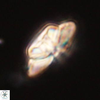 Heliolithus bukryi 59308