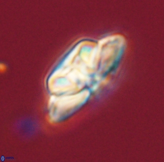 Heliolithus bukryi 59309