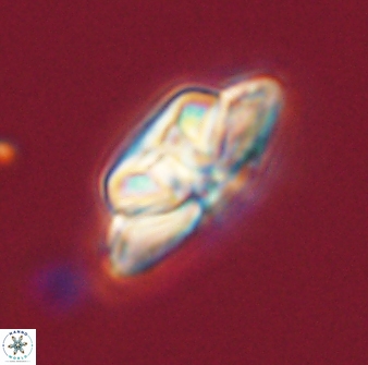 Heliolithus bukryi 59309
