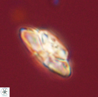 Heliolithus bukryi 59310