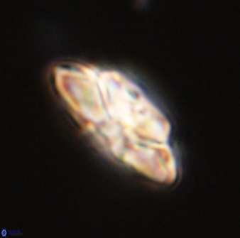 Heliolithus bukryi 59311