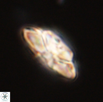 Heliolithus bukryi 59311