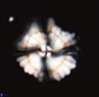 Heliolithus bukryi 59312
