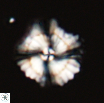 Heliolithus bukryi 59312