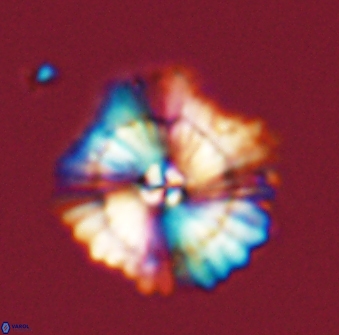 Heliolithus bukryi 59313