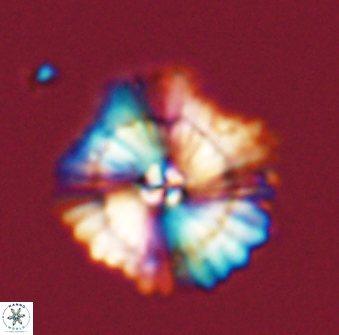 Heliolithus bukryi 59313
