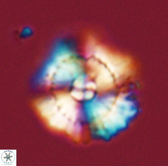 Heliolithus bukryi 59314