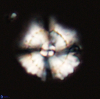 Heliolithus bukryi 59315