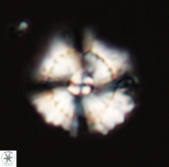 Heliolithus bukryi 59315