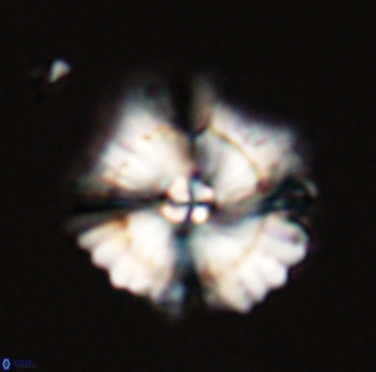 Heliolithus bukryi 59318