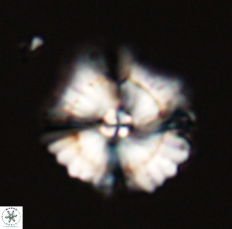 Heliolithus bukryi 59318