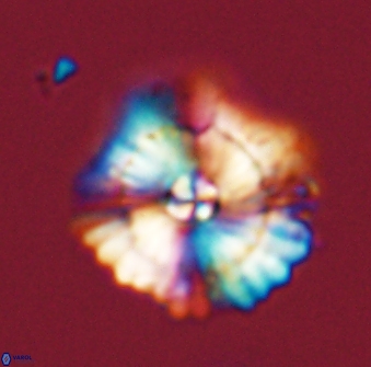 Heliolithus bukryi 59319