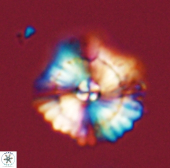 Heliolithus bukryi 59319