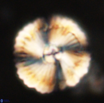 Heliolithus bukryi 62519