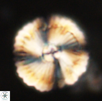 Heliolithus bukryi 62519