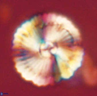Heliolithus bukryi 62520