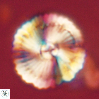 Heliolithus bukryi 62520