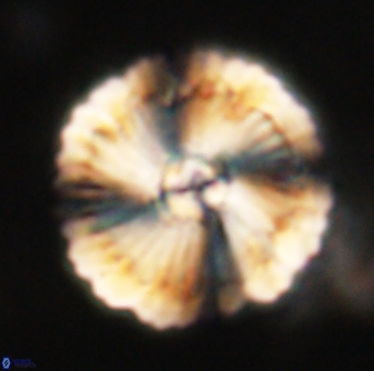 Heliolithus bukryi 62523