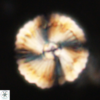 Heliolithus bukryi 62523