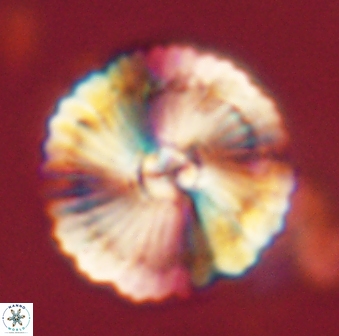 Heliolithus bukryi 62524
