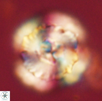 Heliolithus bukryi 62526