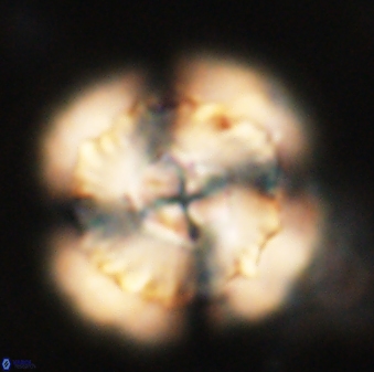 Heliolithus bukryi 62527