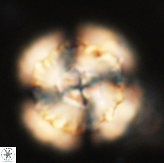 Heliolithus bukryi 62527
