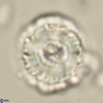 Heliolithus bukryi 62528