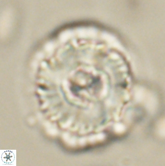 Heliolithus bukryi 62528